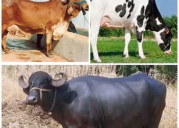दुग्धव्यवसायासाठी यशस्वीतेसाठी दुभती जनावरे खरेदी करताना काय काळजी घ्यावी तसेच त्यांची निवड व लक्षणे जाणून घेऊ या…
