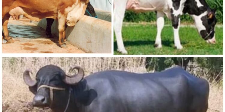 दुग्धव्यवसायासाठी यशस्वीतेसाठी दुभती जनावरे खरेदी करताना काय काळजी घ्यावी तसेच त्यांची निवड व लक्षणे जाणून घेऊ या…