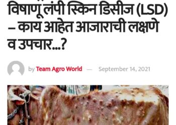 लंपी स्किन डिसीजबाबत अ‍ॅग्रोवर्ल्डने सप्टेंबरमध्येच पशुपालकांना दिला होता इशारा.. आजाराची लक्षणे व उपचारासह..