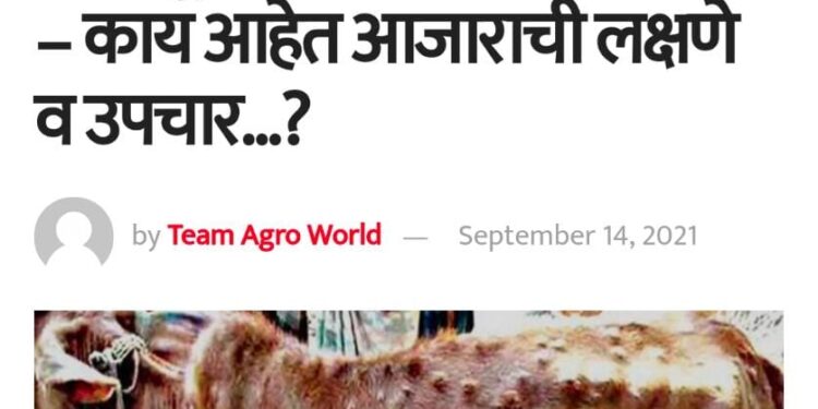 लंपी स्किन डिसीजबाबत अॅग्रोवर्ल्डने सप्टेंबरमध्येच पशुपालकांना दिला होता इशारा.. आजाराची लक्षणे व उपचारासह..