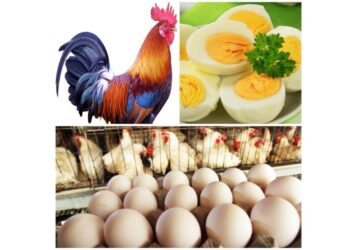 जळगावात मंगळवारी 19 ऑक्टोबरला अ‍ॅग्रोवर्ल्ड आयोजीत एकदिवसीय कुक्कुटपालन कार्यशाळा; प्रवेश मर्यादित..