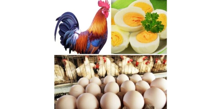 जळगावात मंगळवारी 19 ऑक्टोबरला अ‍ॅग्रोवर्ल्ड आयोजीत एकदिवसीय कुक्कुटपालन कार्यशाळा; प्रवेश मर्यादित..