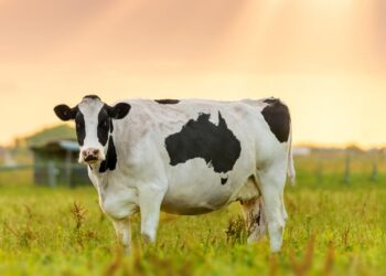 अॅग्रोवर्ल्ड व आत्मा (नाशिक) तर्फे 23 ऑक्टोबरला नाशिकमध्ये एकदिवसीय दुग्धव्यवसाय कार्यशाळा; प्रवेश मर्यादित.. 🐮