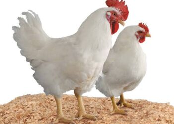 ब्रॉयलर कॉन्ट्रॅक्ट फार्मिंग करायचे आहे.. लक्षात असू द्या काही महत्वाच्या सूचना…