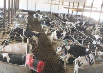 दुग्धव्यवसायात गोठा व्यवस्थापनाचे खूप महत्व आहे.. कसे असावे आदर्श गोठा व्यवस्थापन जाणून घेऊ…