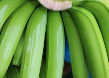 जळगावात 13 नोव्हेंबरला केळी निर्यात संधी कार्यशाळा. कार्यशाळा मोफत, परंतु आगाऊ नाव नोंदणी आवश्यक फेडरेशन ऑफ इंडियन एक्सपोर्ट ऑर्गनायझेशन्स व अ‍ॅग्रोवर्ल्ड यांचा संयुक्त उपक्रम