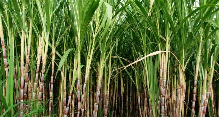 अधिकच्या पावसामुळे ऊस उत्पादनावर परिणाम…. 139 कारखान्यांमधून आतापर्यंत 105 लाख टन ऊस गाळप…उसाचा उतारा यंदा आला कमी