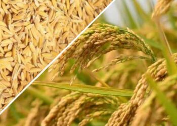 धान उत्पादकांना आता कुठल्याही शासकीय केंद्रावर धान विकता येणार… अन्न, नागरी पुरवठा विभागाकडून आदेश