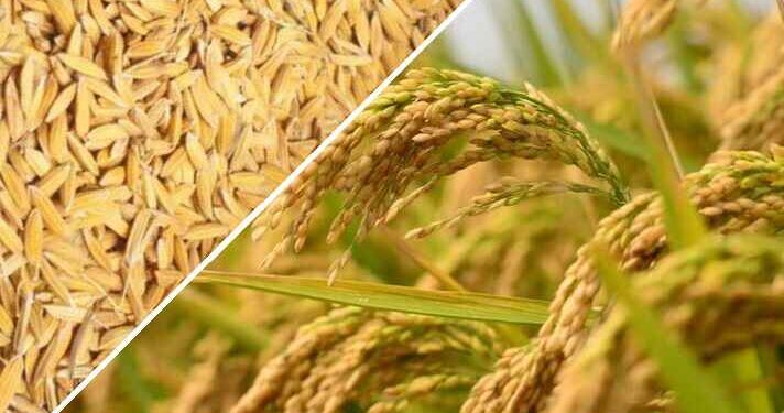 धान उत्पादकांना आता कुठल्याही शासकीय केंद्रावर धान विकता येणार… अन्न, नागरी पुरवठा विभागाकडून आदेश