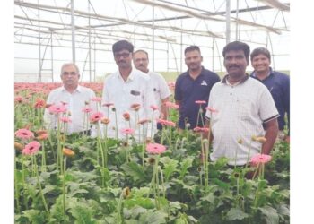 जरबेरा फुलांच्या उत्पादनातून घेतली भरारी…; नांदणी येथील अजित लठ्ठे यांची शेती ठरली आदर्श