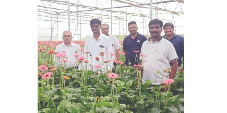 जरबेरा फुलांच्या उत्पादनातून घेतली भरारी…; नांदणी येथील अजित लठ्ठे यांची शेती ठरली आदर्श