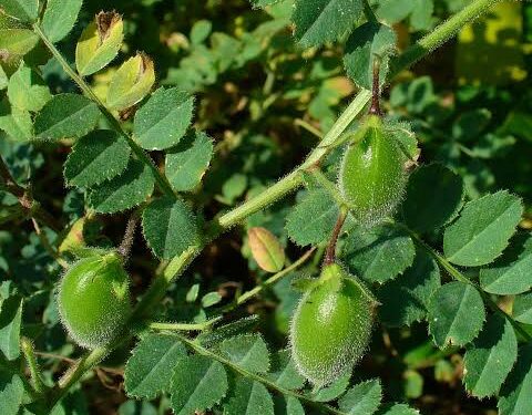 हरभरा – आदर्श लागवड, बीजप्रक्रिया व व्यवस्थापनाची माहिती..