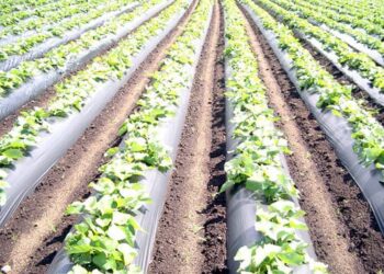 NHM अंतर्गत मिळणार आता प्लास्टिक मल्चिंग पेपरसाठी 50 % अनुदान..; असा घ्या लाभ..