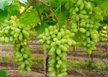निर्यातक्षम द्राक्ष बागांचे नोंदणीसाठी 20 डिसेंबर 2021 पर्यंत मुदतवाढ…निर्यातीस चालना देण्यासाठी कृषी विभागाचा खास उपक्रम