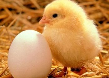 बेरोजगारांना कुक्कुट पालनाची संधी… ऑनलाईन अर्ज सादर करता येणार…