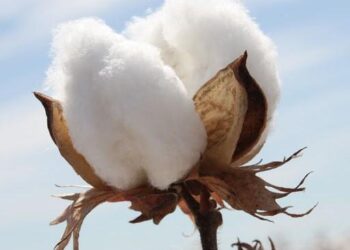 या कारणांमुळे कापूस दरातील तेजी टिकून राहणार… ; ही आहेत राष्ट्रीय – आंतरराष्ट्रीय कारणे..