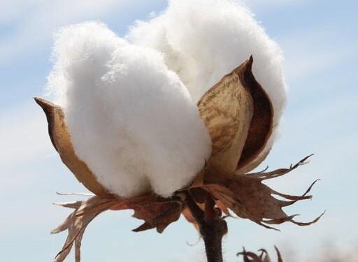 या कारणांमुळे कापूस दरातील तेजी टिकून राहणार… ; ही आहेत राष्ट्रीय – आंतरराष्ट्रीय कारणे..