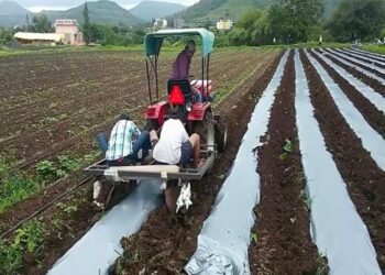 कमी पाण्यात, कमी तणात 20 / 30 % उत्पादन वाढ मल्चिंगमुळेच शक्य होते.. जाणून घेऊ मल्चिंगचे फायदे..