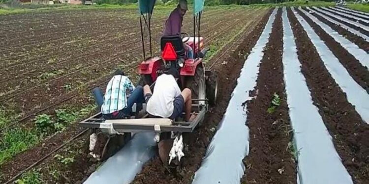 कमी पाण्यात, कमी तणात 20 / 30 % उत्पादन वाढ मल्चिंगमुळेच शक्य होते.. जाणून घेऊ मल्चिंगचे फायदे..