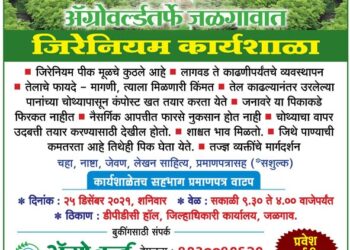 जिरेनियमच्या तेलाला इतकी मागणी व दर का मिळतो..?? जिरेनियम शेतीच्या लागवड ते काढणीपर्यंत माहितीसाठी अ‍ॅग्रोवर्ल्डतर्फे जळगावात 25 डिसेंबरला “जिरेनियम कार्यशाळा…; मर्यादित प्रवेश..