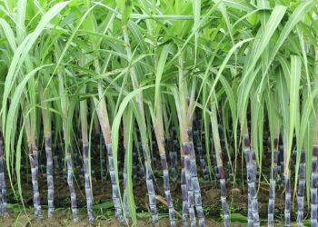 ऊस उत्पादकांसाठी मोदी सरकारचा मोठा निर्णय… ऊस उत्पादकांना आर्थिक दिलासा….कोणता असेल तो निर्णय..?