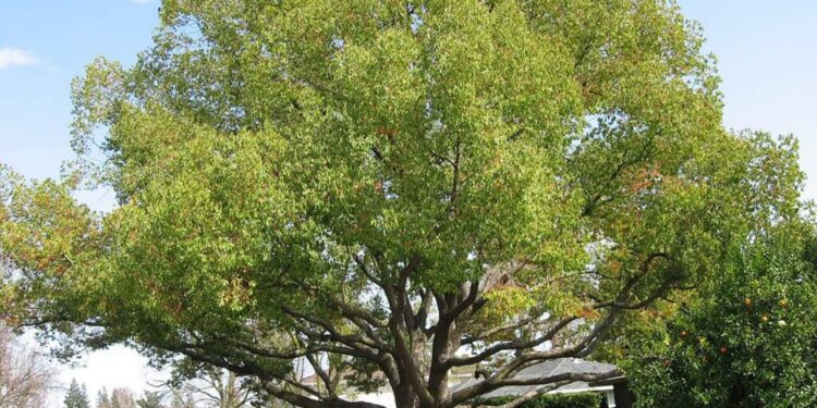 प्रत्येकाच्या देवघरात स्थान असलेला कापूर तयार तरी कसा होतो..? काय सांगता..! कापुराचे झाड असते..!