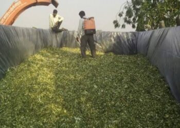 मुरघासची पशुसंवर्धनात मोलाची भूमिका.. जाणून घ्या मुरघासचे फायदे व कसा तयार करतात मुरघास..