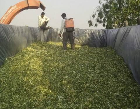 मुरघासची पशुसंवर्धनात मोलाची भूमिका.. जाणून घ्या मुरघासचे फायदे व कसा तयार करतात मुरघास..