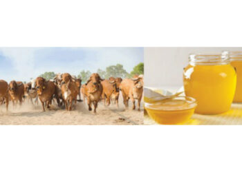 गीर गायींच्या तुपापासून लाखोंचे उत्पन्न