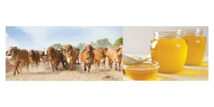 गीर गायींच्या तुपापासून लाखोंचे उत्पन्न