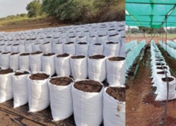 ग्रो बॅग लागवड आणि ‘स्लाईस’ विक्री  पिंजारी-शहांचा हळदीचा अभिनव प्रकल्प