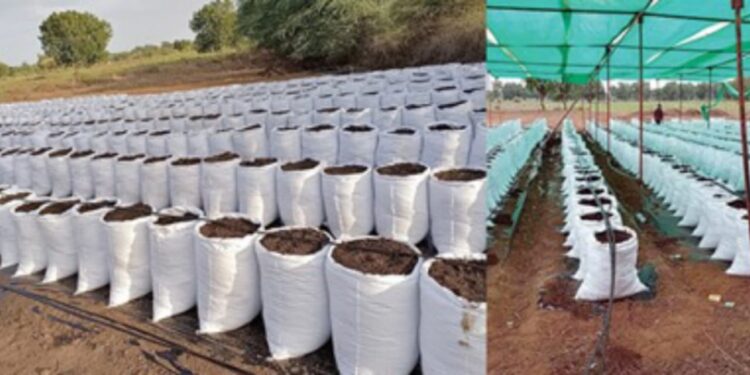 ग्रो बॅग लागवड आणि ‘स्लाईस’ विक्री पिंजारी-शहांचा हळदीचा अभिनव प्रकल्प