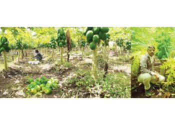 पपईतून एकरी साडेसहा लाखांचे उत्पन्न…..प्रगतशील युवा शेतकरी ललित देवरेंची किमया