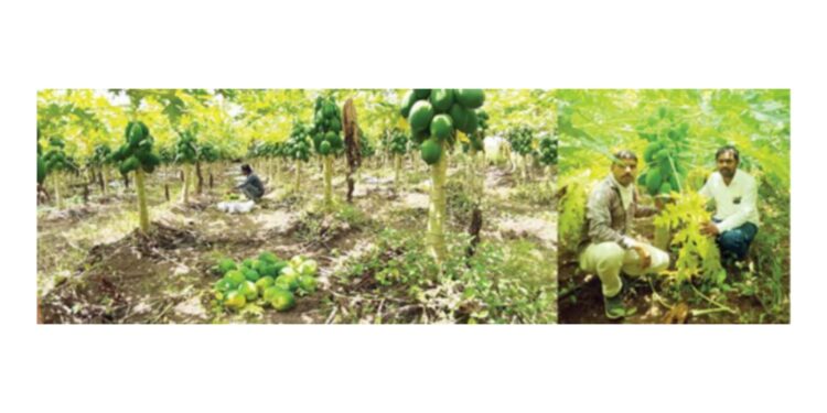 पपईतून एकरी साडेसहा लाखांचे उत्पन्न…..प्रगतशील युवा शेतकरी ललित देवरेंची किमया