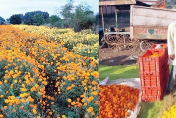 फळपीक, फुलांच्या लागवडीतून शेती समृद्ध आधुनिक पद्धतीने घेतले सोयाबीनचे उत्पन्न