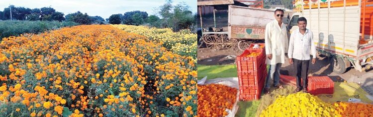 फळपीक, फुलांच्या लागवडीतून शेती समृद्ध आधुनिक पद्धतीने घेतले सोयाबीनचे उत्पन्न