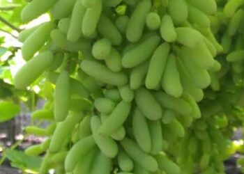 राज्यात 31 हजार निर्यातक्षम द्राक्षबागांची नोंदणी… गतवर्षी 2 लाख 46 मे. टन द्राक्षनिर्यात