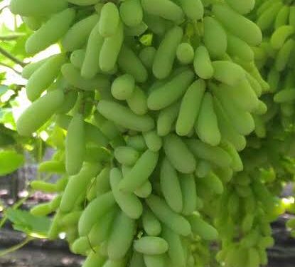 राज्यात 31 हजार निर्यातक्षम द्राक्षबागांची नोंदणी… गतवर्षी 2 लाख 46 मे. टन द्राक्षनिर्यात