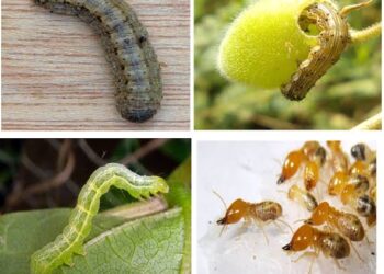 हरभऱ्यावरील किडींचा प्रादुर्भाव रोखण्यासाठी असे करा व्‍यवस्‍थापन… कृषी तंत्रज्ञान माहिती केंद्राने सूचविल्या उपाययोजना