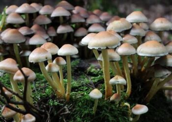 मशरुम लागवडीतून मिळवा लाखोंचे उत्पन्न… मात्र चांगल्या उत्पादनासाठी प्रशिक्षण आवश्यक