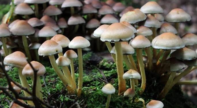 मशरुम लागवडीतून मिळवा लाखोंचे उत्पन्न… मात्र चांगल्या उत्पादनासाठी प्रशिक्षण आवश्यक