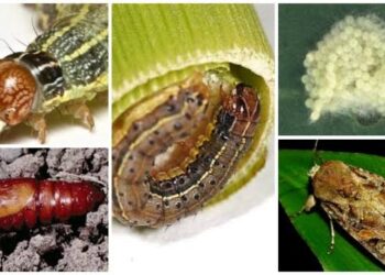 पिकांवरील लष्करी अळींचा असा रोखा प्रादुर्भाव… १५ जानेवारीपर्यंत पोषक वातावरण