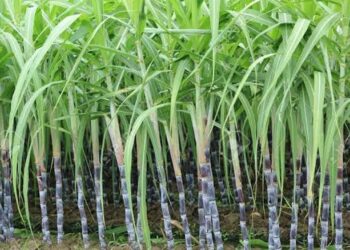 उसाच्या पाचट वजावाटीच्या विरोधात शेतकऱ्यांची नाराजी…., बिलात ५ टक्के कपात होत असल्याने न्यायालयात दाद मागणार