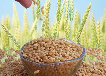 प्रगत तंत्रज्ञानाचा वापर करून मिळवा गव्हाचे अधिक उत्पादन…; शास्त्रज्ञांनी दिलेली उपयुक्त माहिती जाणून घ्या…