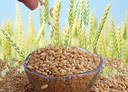 प्रगत तंत्रज्ञानाचा वापर करून मिळवा गव्हाचे अधिक उत्पादन…; शास्त्रज्ञांनी दिलेली उपयुक्त माहिती जाणून घ्या…