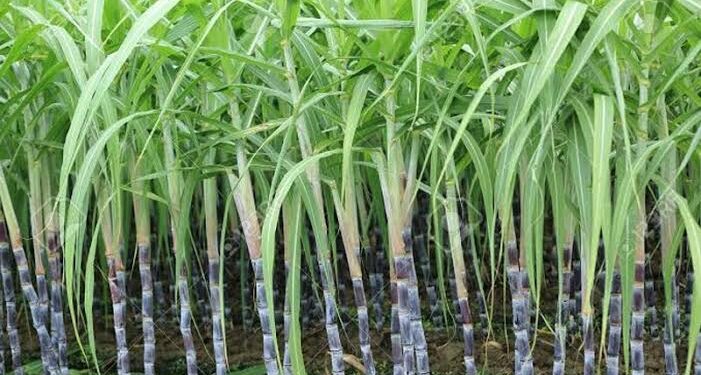 उसाच्या पाचट वजावाटीच्या विरोधात शेतकऱ्यांची नाराजी…., बिलात ५ टक्के कपात होत असल्याने न्यायालयात दाद मागणार