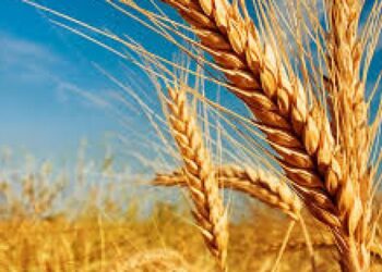 गहू पिकातील अन्नद्रव्याची कमतरता अशी भरुन काढा… जाणून घ्या लक्षणे व उपाययोजना