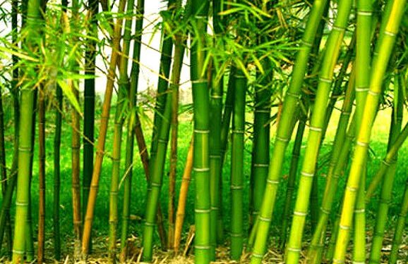 जळगाव येथे रविवारी 23 जानेवारीला अ‍ॅग्रोवर्ल्ड आयोजीत “हिरवे सोने – बांबू कार्यशाळा” 🎋… बांबूला मिळतोय ऊसापेक्षा दुप्पट भाव..  कारण.. बांबूपासून आता इंधनाला पर्याय ठरलेल्या इथेनॉलची निर्मिती… बांबूचा औष्णिक ऊर्जा केंद्रात कोळशाला पर्याय म्हणून वापर… कमी अधिक पावसाचाही बांबूवर फारसा परिणाम नाहीच उलट शाश्वत उत्पन्न… बांबू लागवडीपासून ते थेट विक्री / बाजारापर्यंत माहितीसाठी कार्यशाळेसाठी तत्काळ नोंदणी करा.. प्रवेश मर्यादित..* 🎋