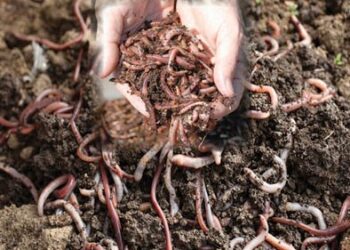 गांडूळ शेती समृद्धीची एक वाट