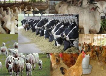 वाढत्या थंडीत जनावरांची अशी घ्या काळजी… गुरांचे जंतू निर्मुलन करा वेळेवर